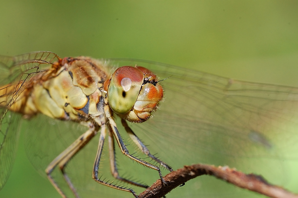 Sympetrum Depressiusculum.jpg